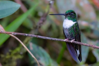 Collared Inca - Gekraagde Incakolibrie - Inca  collier (f)