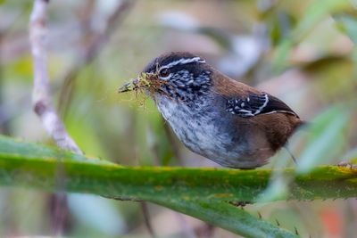 Bar-winged Wood Wren - Peruaanse Boswinterkoning - Troglodyte à ailes blanches