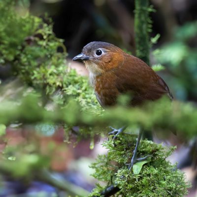 Rusty-tinged Antpitta - Przewalskimierpitta - Grallaire de Przewalski