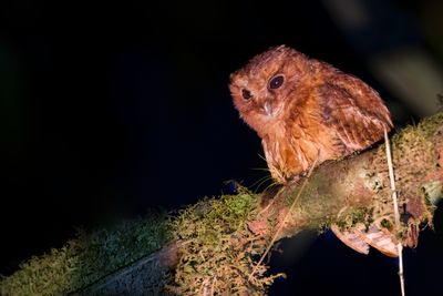 Cinnamon Screech Owl - Kaneelkleurige Schreeuwuil - Petit-duc de Peterson