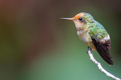 Rufous-crested Coquette - Vuurkuifkoketkolibrie - Coquette de Delattre (f)