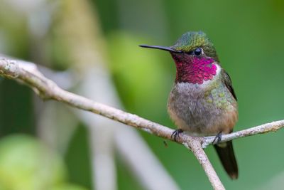 Amethyst Woodstar - Amethistboself - Colibri améthyste (m)