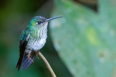Many-spotted Hummingbird - Druppelkolibrie - Colibri grivel
