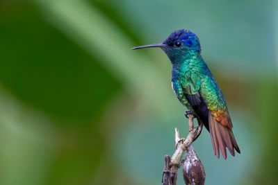 Golden-tailed Sapphire - Bronsstaartsaffierkolibrie - Saphir oenone (m)
