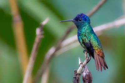 Golden-tailed Sapphire - Bronsstaartsaffierkolibrie - Saphir oenone (m)