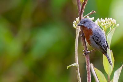 Chestnut-bellied Seedeater - Roodbuikdikbekje - Sporophile  ventre chtain