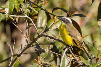 Social Flycatcher - Roodkruintiran - Tyran sociable