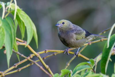 Palm Tanager - Palmtangare - Tangara des palmiers