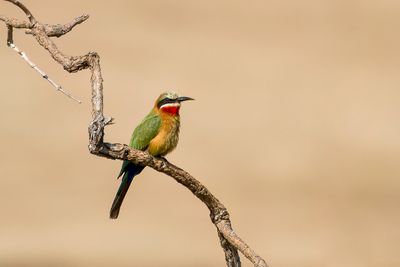 White-fronted Bee-eater - Witkapbijeneter - Gupier  front blanc