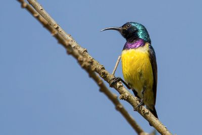 Variable Sunbird - Ornaathoningzuiger - Souimanga  ventre jaune (m)