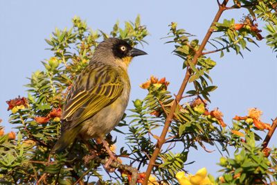 Baglafecht Weaver - Baglafechtwever - Tisserin baglafecht (m)