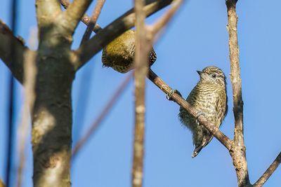 Lafresnay's Piculet - Lafresnaye's Dwergspecht - Picumne de Lafresnaye