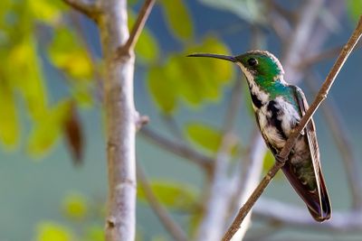 Black-throated Mango - Zwartkeelmango - Mango à cravate noire (f)