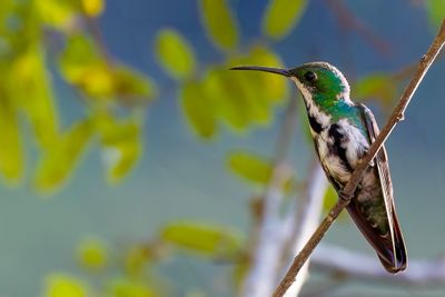 Black-throated Mango - Zwartkeelmango - Mango  cravate noire (f)