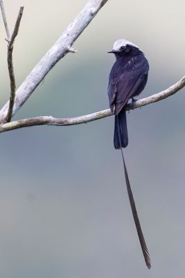 Long-tailed Tyrant - Langstaarttiran - Moucherolle  longs brins