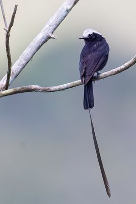 Long-tailed Tyrant - Langstaarttiran - Moucherolle  longs brins