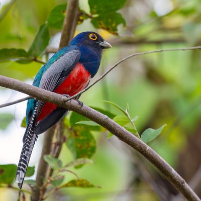 Blue-crowned Trogon - Blauwkruintrogon - Trogon couroucou