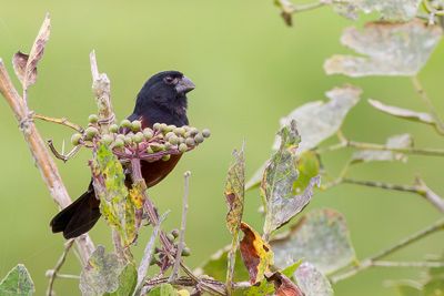 Chestnut-bellied Seed Finch - Zwartkopzaadkraker - Sporophile curio