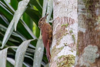 Amazonian Barred Woodcreeper - Gebandeerde Muisspecht - Grimpar barré