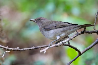 Black-billed Thrush - Zwartsnavellijster - Merle  bec noir