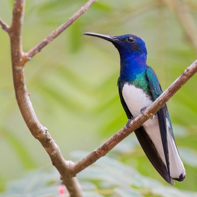 White-necked Jacobin - Witnekkolibrie - Colibri jacobin (m)