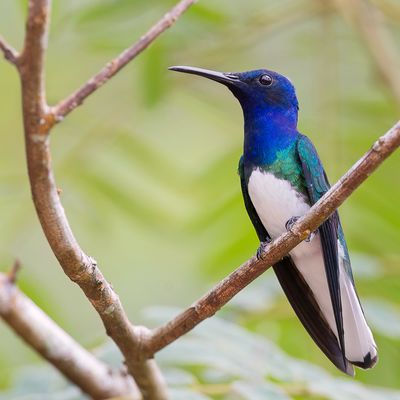 White-necked Jacobin - Witnekkolibrie - Colibri jacobin (m)