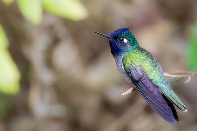 Violet-headed Hummingbird - Paarskopkolibrie - Colibri  tte violette (m)