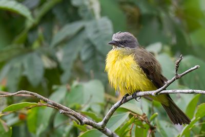 Grey-capped Flycatcher - Grijskruintiran - Tyran  tte grise