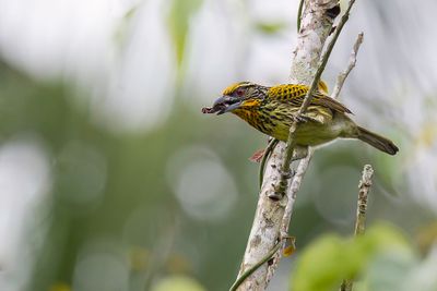 Gilded Barbet - Gouden Baardvogel - Cabézon doré (f)