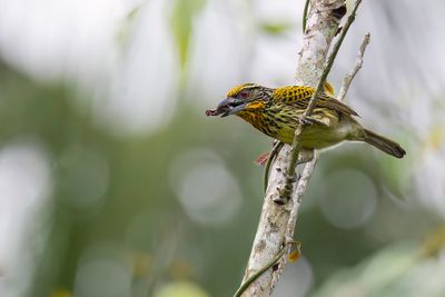Gilded Barbet - Gouden Baardvogel - Cabzon dor (f)