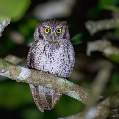 Tropical Screech Owl - Choliba-schreeuwuil - Petit-duc choliba