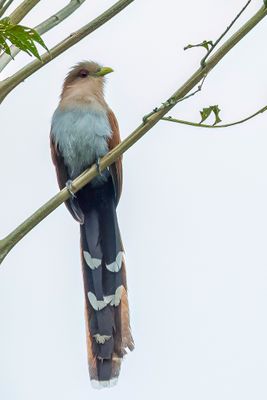 Squirrel Cuckoo - Eekhoornkoekoek - Piaye cureuil