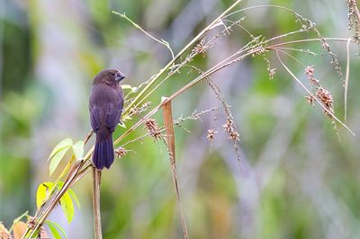 Black-billed Seed Finch - Zwartsnavelzaadkraker - Sporophile à bec noir (f)