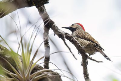 Black-necked Woodpecker - Zwartnekgrondspecht - Pic  cou noir