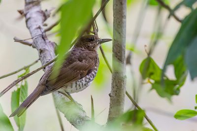 Maranon Thrush - Maranonlijster - Merle du Maranon