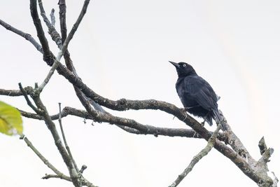 Pale-eyed Blackbird - Drijftiltroepiaal - Carouge  oeil clair