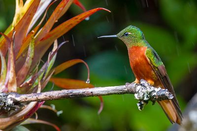 Chestnut-breasted Coronet - Matthews Hoornkolibrie - Colibri de Matthews