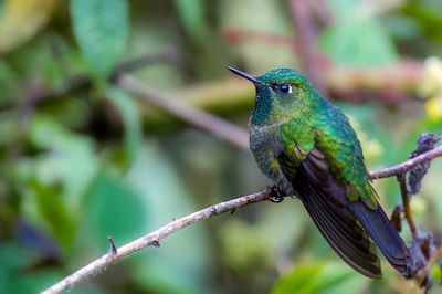 Tyrian Metaltail - Smaragdglansstaartkolibrie - Métallure émeraude