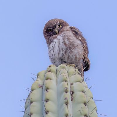 Pacific Pygmy Owl - Peruaanse Dwerguil - Chevchette du Prou
