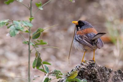Buff-bridled Inca Finch - Geelbaardinkagors - Chipiu à moustaches