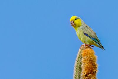 Yellow-faced Parrotlet - Geelwangmuspapegaai - Toui  tte jaune