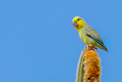 Yellow-faced Parrotlet - Geelwangmuspapegaai - Toui à tête jaune