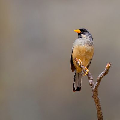 Buff-bridled Inca Finch - Geelbaardinkagors - Chipiu  moustaches