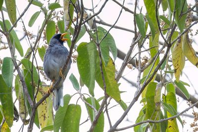 Grey-winged Inca Finch - Grijsvleugelinkagors - Chipiu d'Ortiz