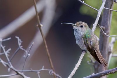 Spot-throated Hummingbird - Vlekkeelkolibrie - Colibri de Taczanowski