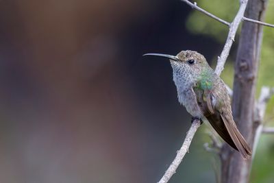 Spot-throated Hummingbird - Vlekkeelkolibrie - Colibri de Taczanowski