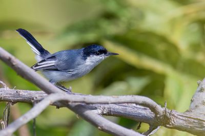 Maranon Gnatcatcher - Gobemoucheron du Maranon (m)