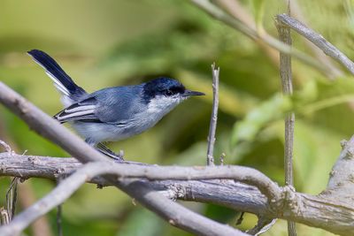 Maranon Gnatcatcher - Gobemoucheron du Maranon (m)