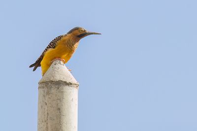 Andean Flicker - Andesgrondspecht - Pic des rochers