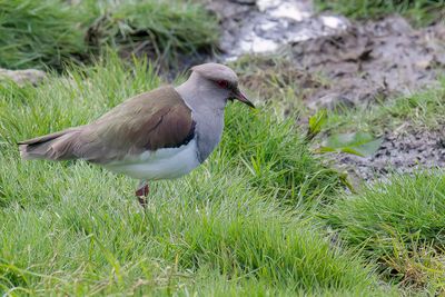 Andean Lapwing - Andeskievit - Vanneau des Andes